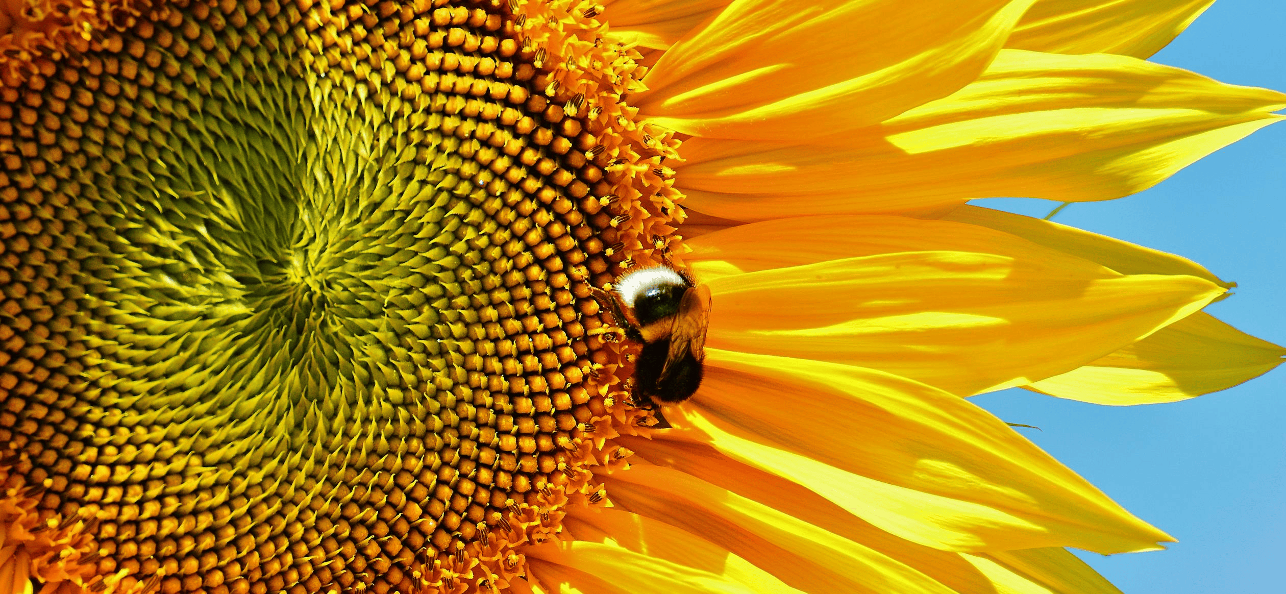 Secuencia de Fibonacci en la Naturaleza