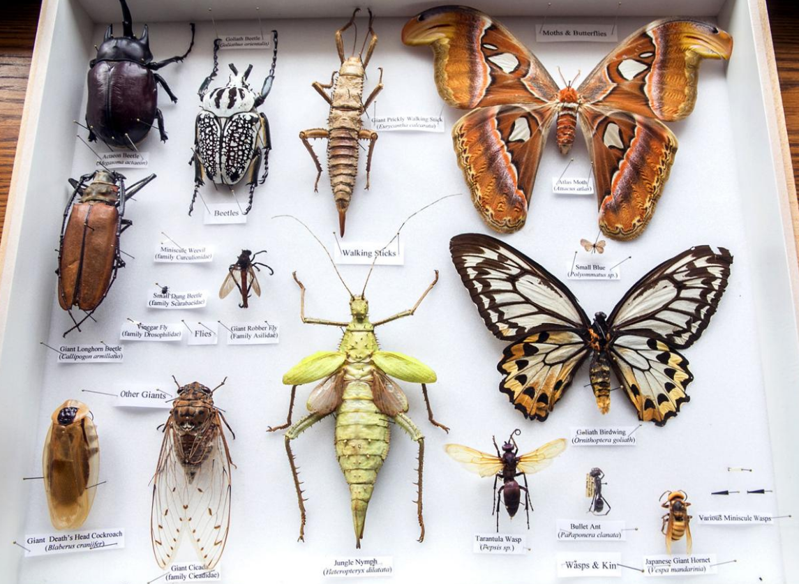 Entomology Collection