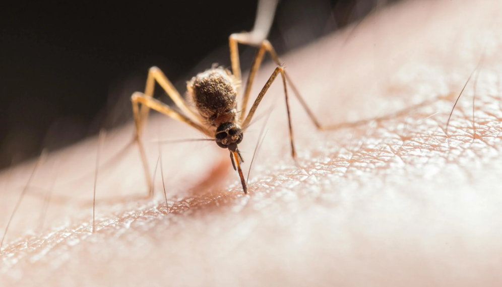 Mosquitoes can carry various infectious disease pathogens